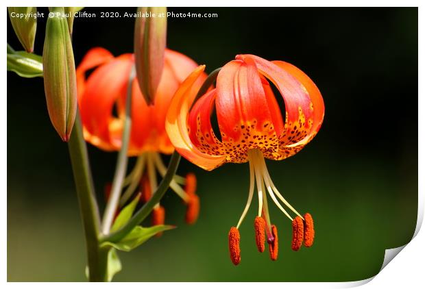 Martagon lily Print by Paul Clifton
