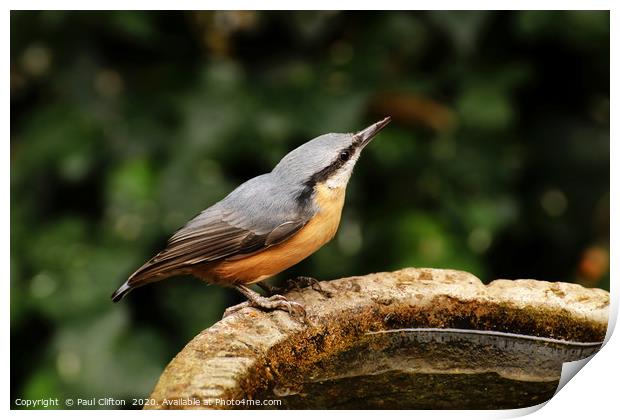Nuthatch taking a drink. Print by Paul Clifton