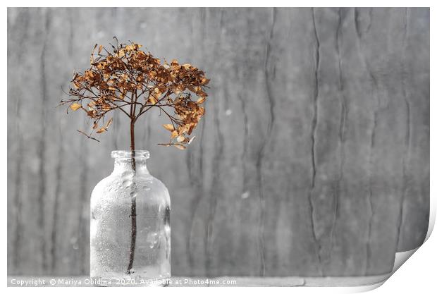Dry hydrangea flower in a vase  Print by Mariya Obidina