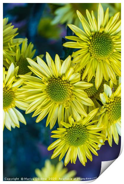 Yellow chrysanthemums close up in autumn Sunny day Print by Mariya Obidina
