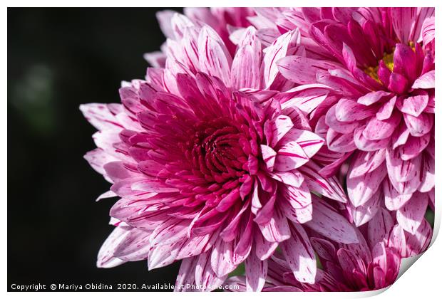 Pink chrysanthemums close up in autumn Sunny day Print by Mariya Obidina