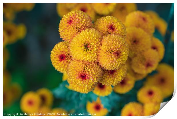 Yellow chrysanthemums close up in autumn Sunny day Print by Mariya Obidina