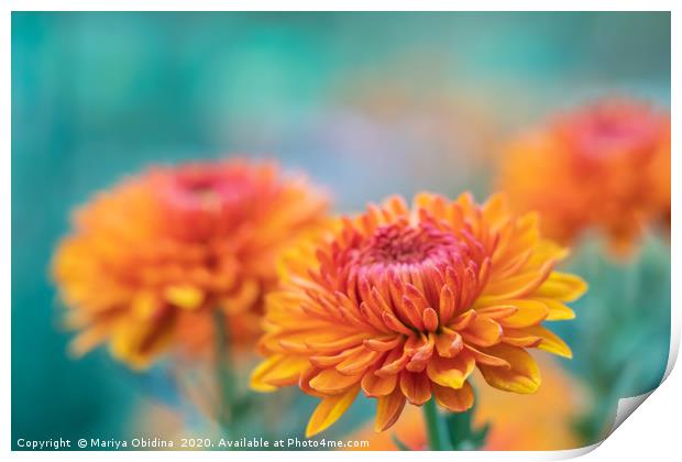 Orange chrysanthemums close up Print by Mariya Obidina
