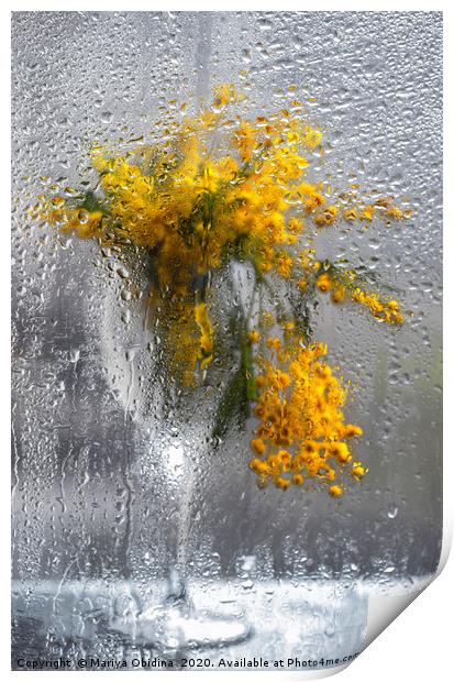 Mimosa bouquet in a wine glass behind a wet window Print by Mariya Obidina