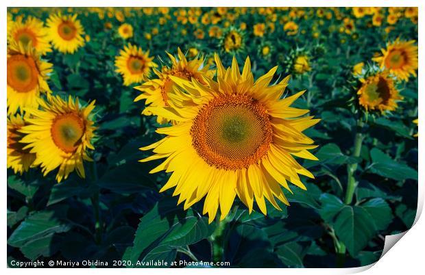 Field of sunflowers Print by Mariya Obidina