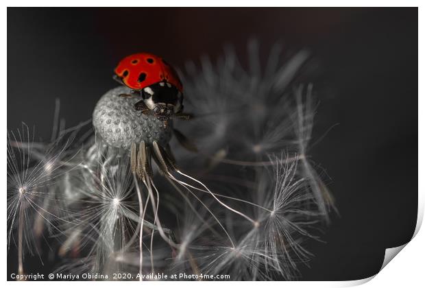 Ladybug Print by Mariya Obidina