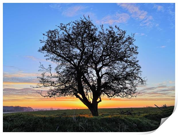 My Favourite Tree At Sunrise Print by Shoot Creek
