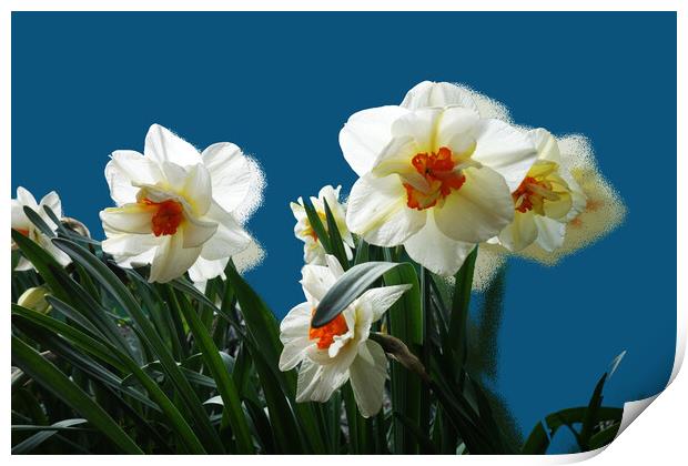 The insistent scent of daffodils Print by liviu iordache