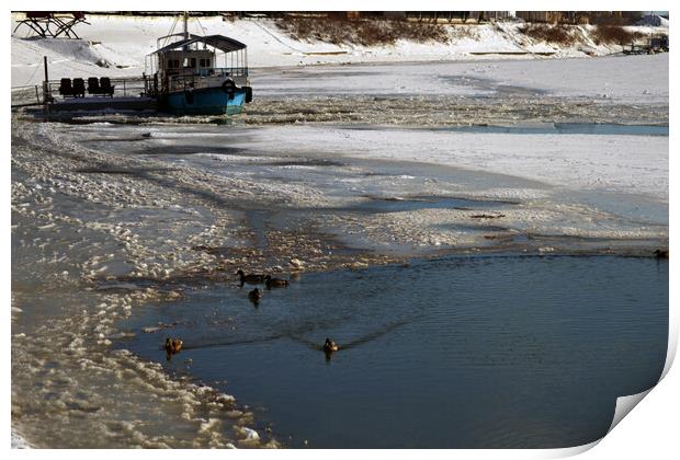 Wild ducks in winter on the Borcea arm Print by liviu iordache