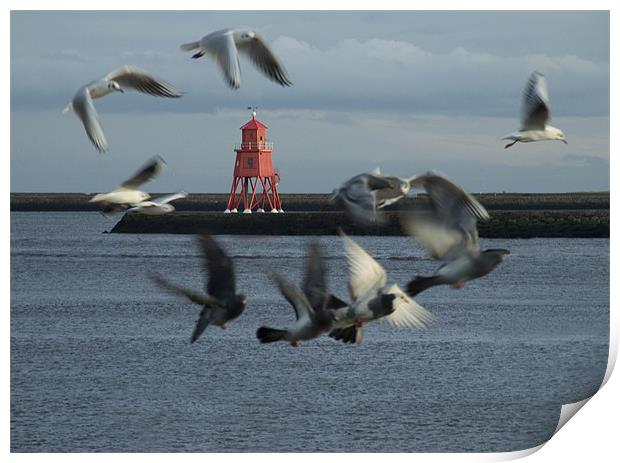 Gulls and Harbour light  041207  Print by David Turnbull