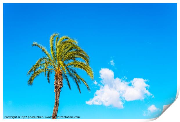 beautiful spreading palm tree on the beach, exotic plants symbol of holidays, hot day, big leaves Print by Q77 photo