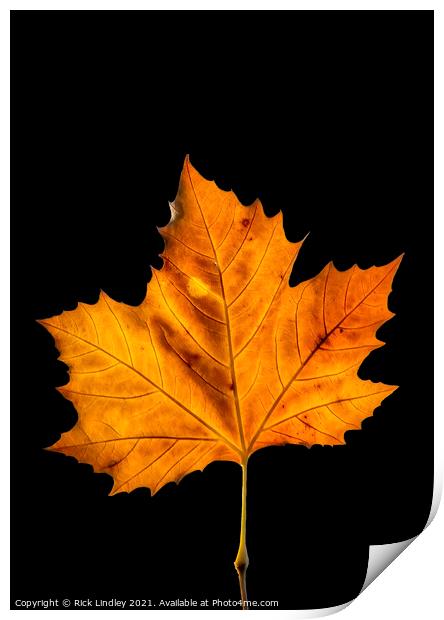 Autumn Leaf Print by Rick Lindley