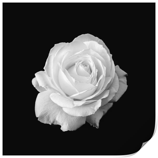 Pure White Rose Flower Black and White Print by Ioan Decean