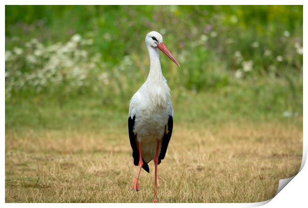 White stork bird (Ciconia ciconia) Print by Anahita Daklani-Zhelev