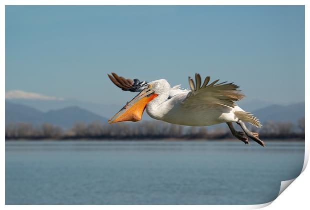 Pelican bird flying with fish in it's beak Print by Anahita Daklani-Zhelev