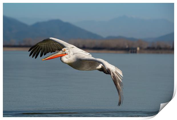 Dalmatian pelican in flight over a lake.  Print by Anahita Daklani-Zhelev