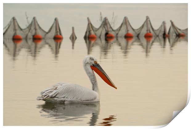 Pelican swimming in a lake with fishing nets. Print by Anahita Daklani-Zhelev