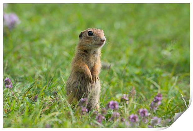 Cute European ground squirrel on grass and wildflo Print by Anahita Daklani-Zhelev