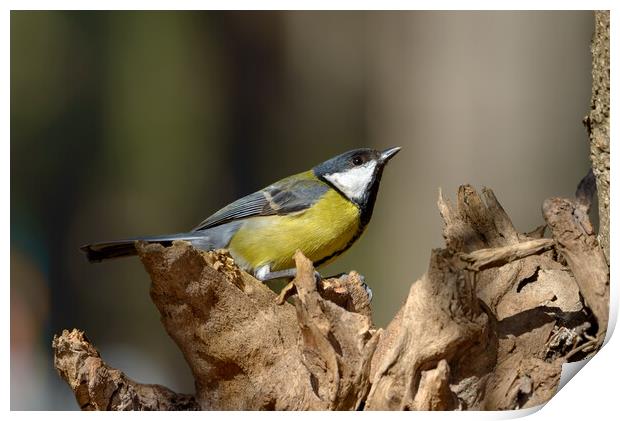 Great Tit bird perched on a stump Print by Anahita Daklani-Zhelev