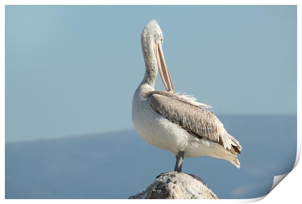 Beautiful Young Dalmatian Pelican Print by Anahita Daklani-Zhelev