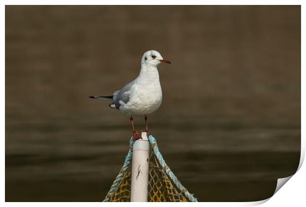 Black-headed gull bird on a fishing net post Print by Anahita Daklani-Zhelev
