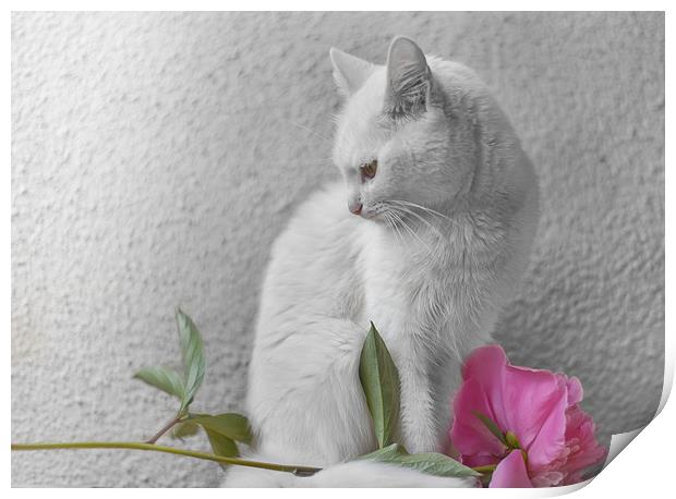 White cat with pink flower  Print by Jordan Jelev