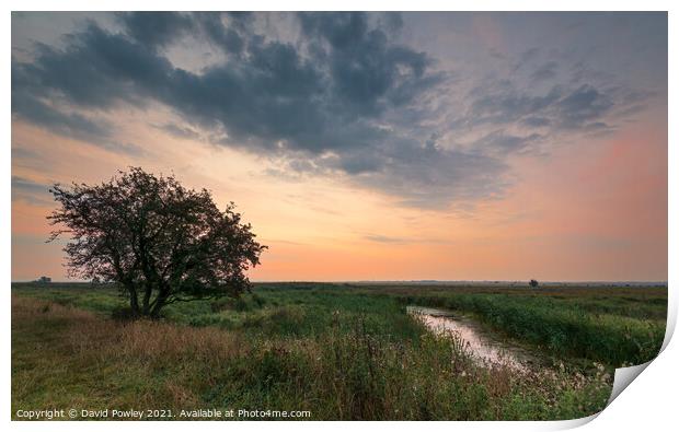 Halvergate Marshes Norfolk at Dawn Print by David Powley