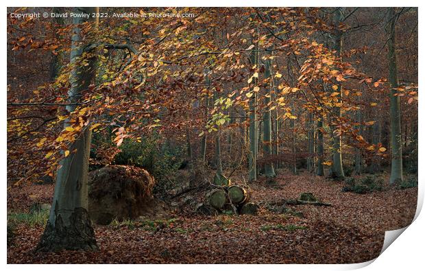Autumn Colours in Thetford Forest Print by David Powley