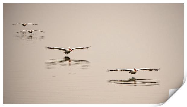 Flight Of The Pelicans Print by Caroline Claye