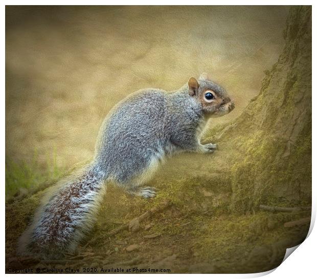 Fluffy Squirrel Print by Caroline Claye