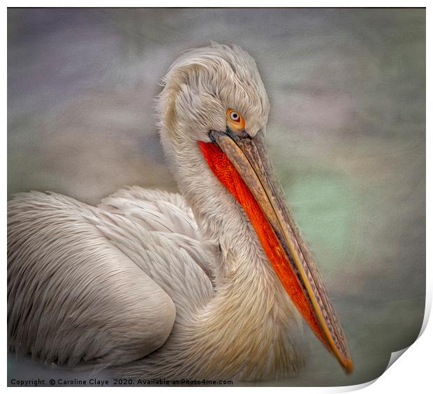 Portrait of a Pelican Print by Caroline Claye