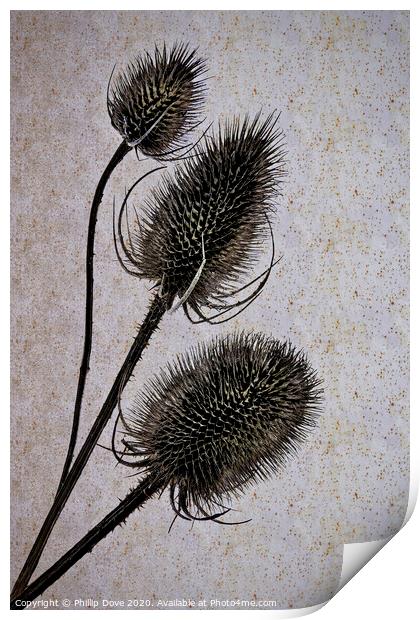 Teasels. Print by Phillip Dove LRPS