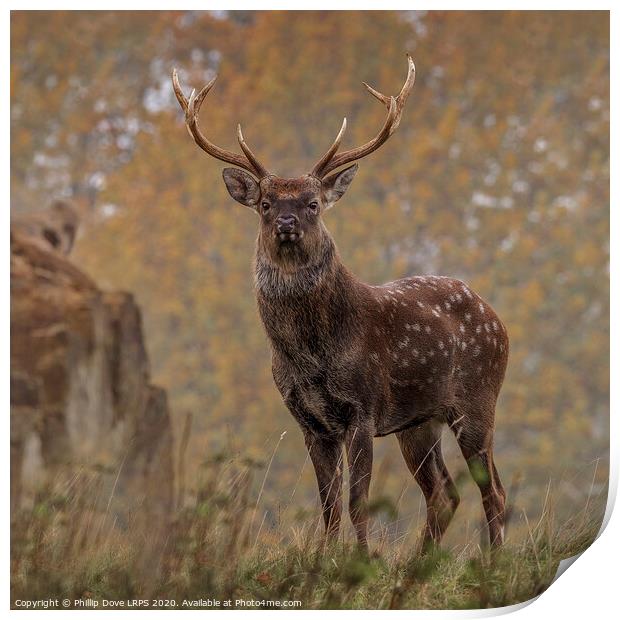Sika Deer Stag Print by Phillip Dove LRPS