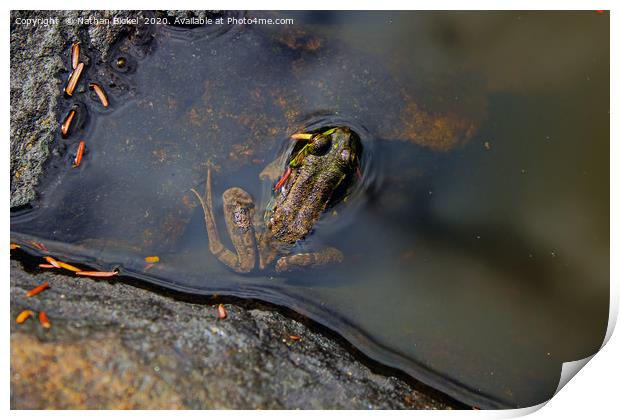 Mink Frog in Adirondack Mountain Wilderness Area Print by Nathan Bickel