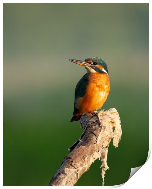 Female Kingfisher on perch Print by Eddie Deane