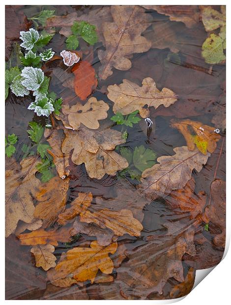 Frozen Autumn Leaves Print by Andrew Bradshaw