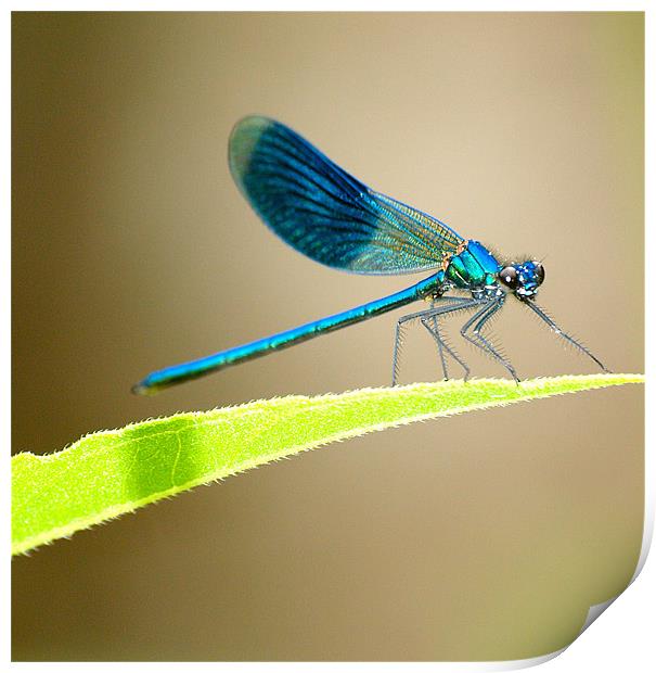 Blue Banded Damselfly Print by Andrew Bradshaw