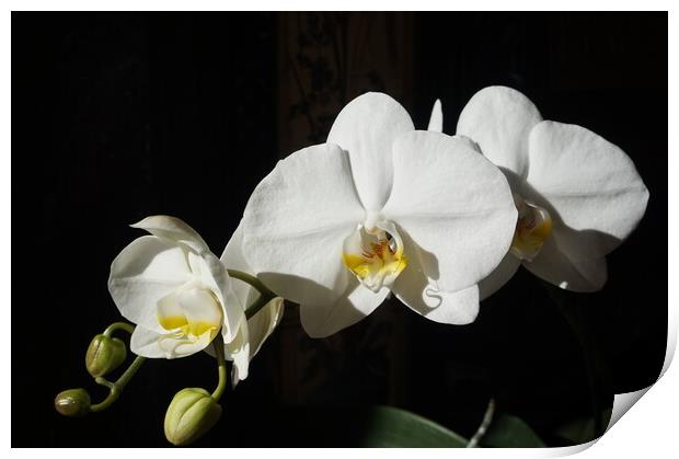Blooming orchid in the sun Print by Theo Spanellis
