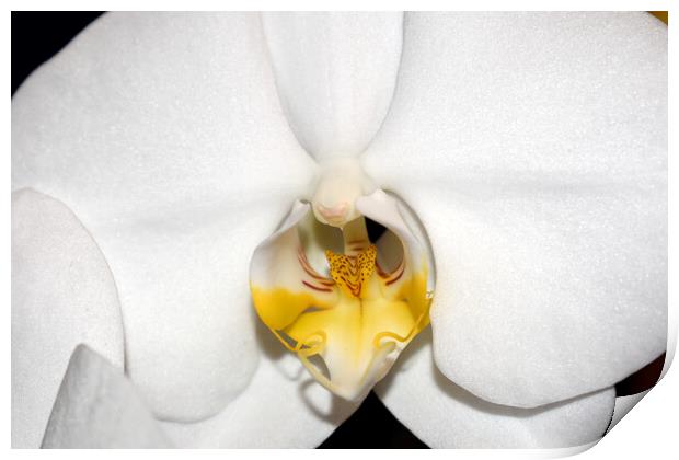 Orchid flower close-up Print by Theo Spanellis