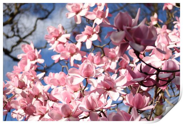 Pink magnolia flowers Print by Theo Spanellis