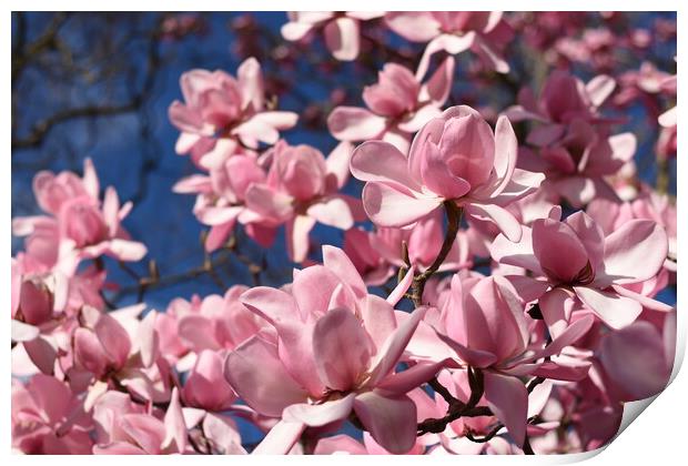 Pink magnolia flowers Print by Theo Spanellis
