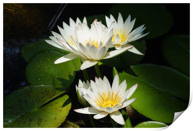Water lilies Print by Theo Spanellis