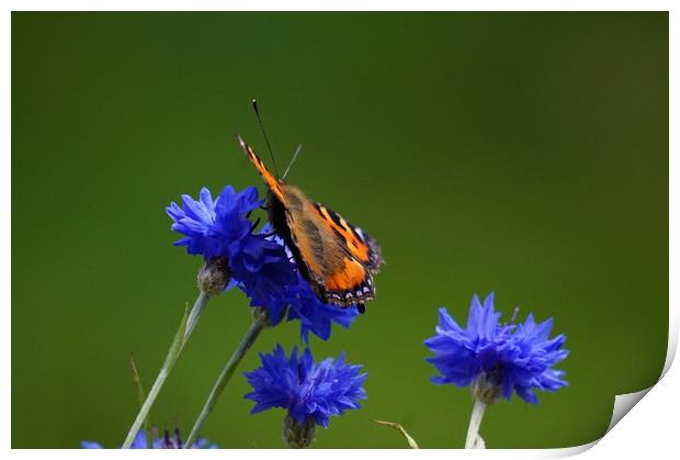 Orange butterfly on blue flowers Print by Theo Spanellis