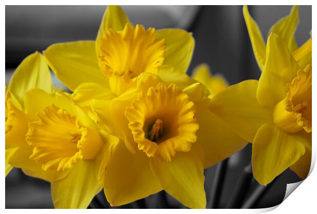 Yellow daffodil flowers Print by Theo Spanellis