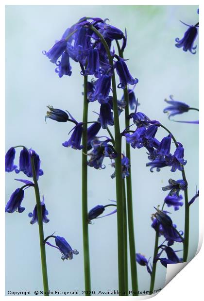 Smoky Bluebells Print by Sophi Fitzgerald