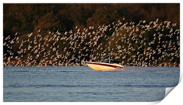 SPEEDBOAT Print by Sue HASKER