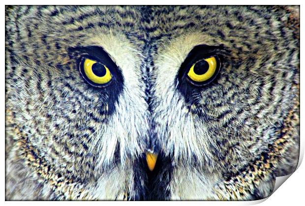 GREAT GREY OWL Print by Sue HASKER