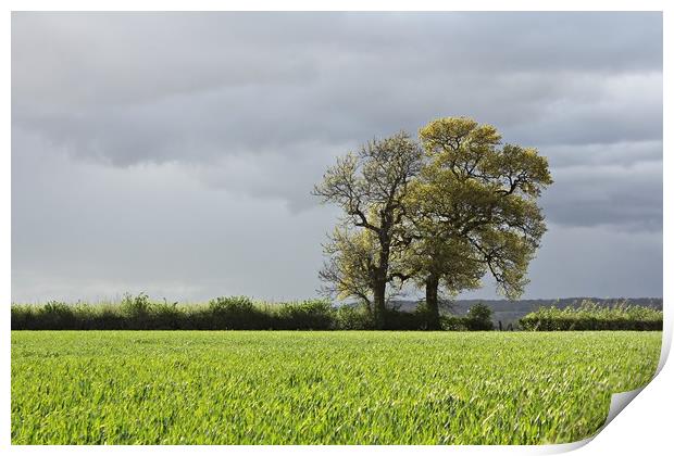 TREES AND FIELD Print by Sue HASKER