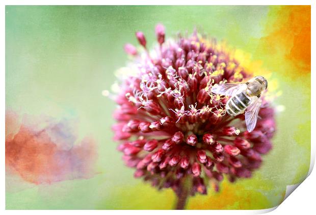 Bee on Clover Print by DHWebb Art