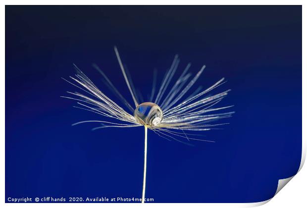 dandelion seed Print by Scotland's Scenery